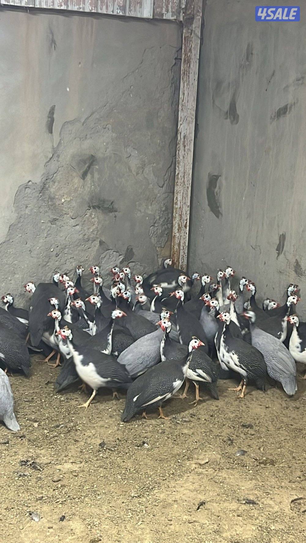 كنتي او خيبر1