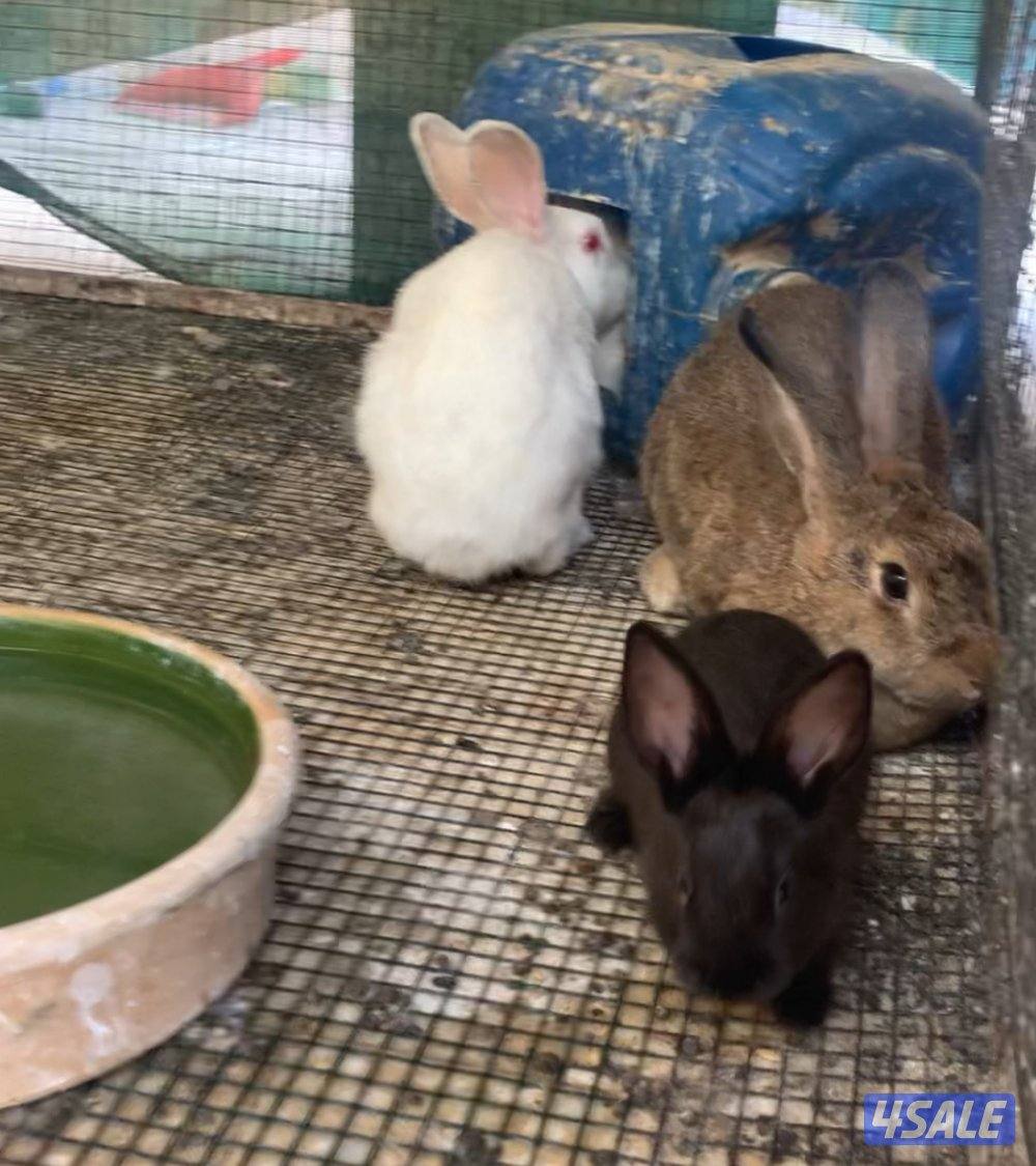 ارانب فرنسية0