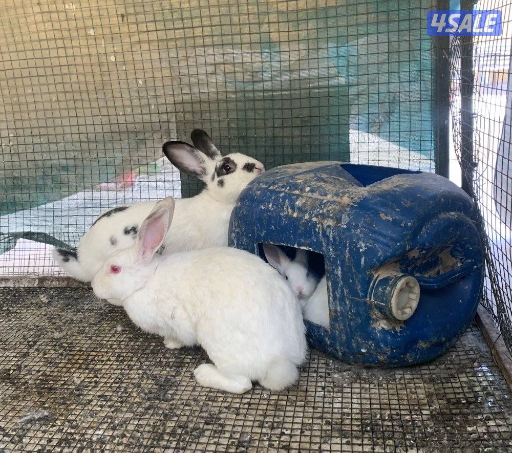 ارانب فرنسية1