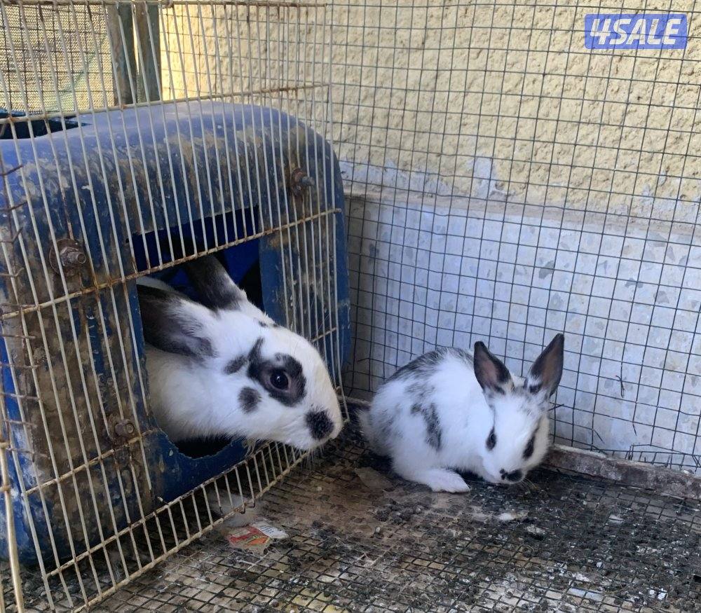 ارانب فرنسية2