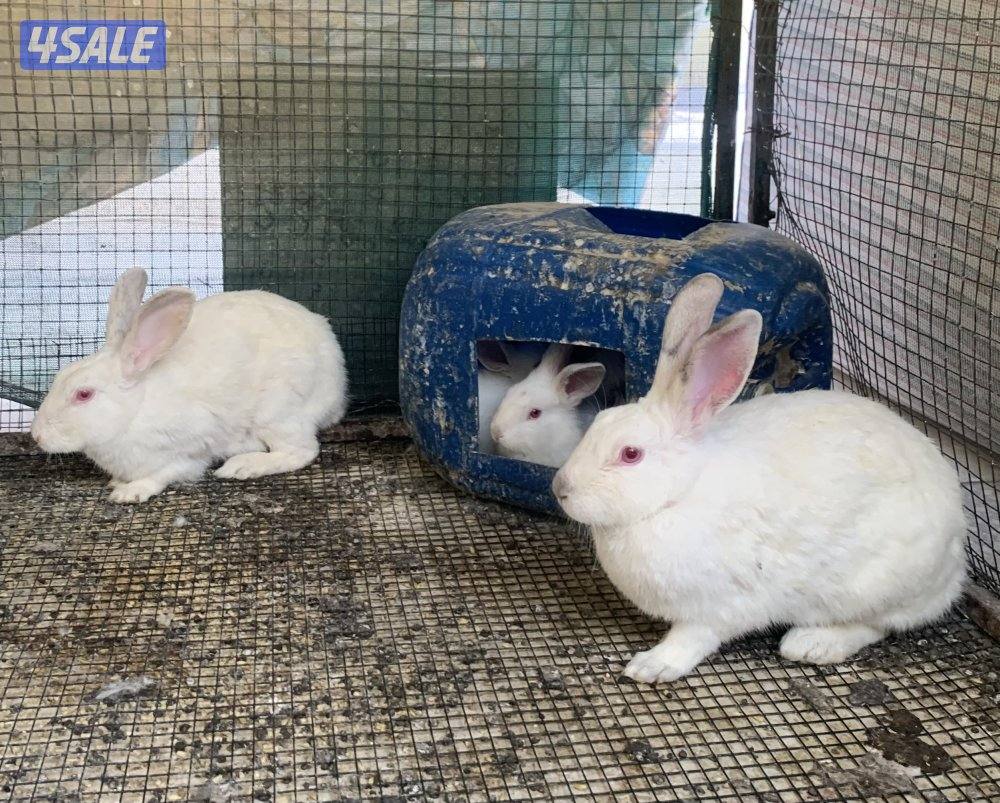 ارانب فرنسية3