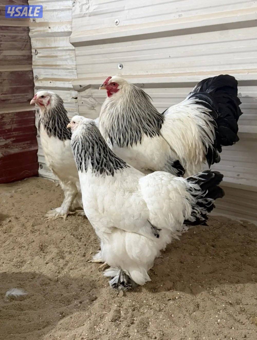 نوادر فروخ بواهما كولومبي عملاق دم صافي0