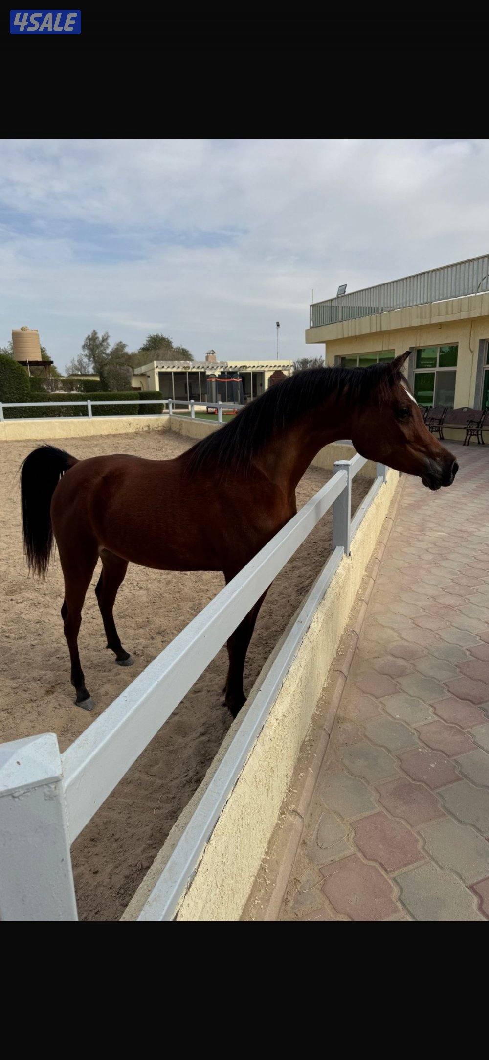 حصان جميل وأديب توه معسوف شرط السلم وبالخياله شيخ1