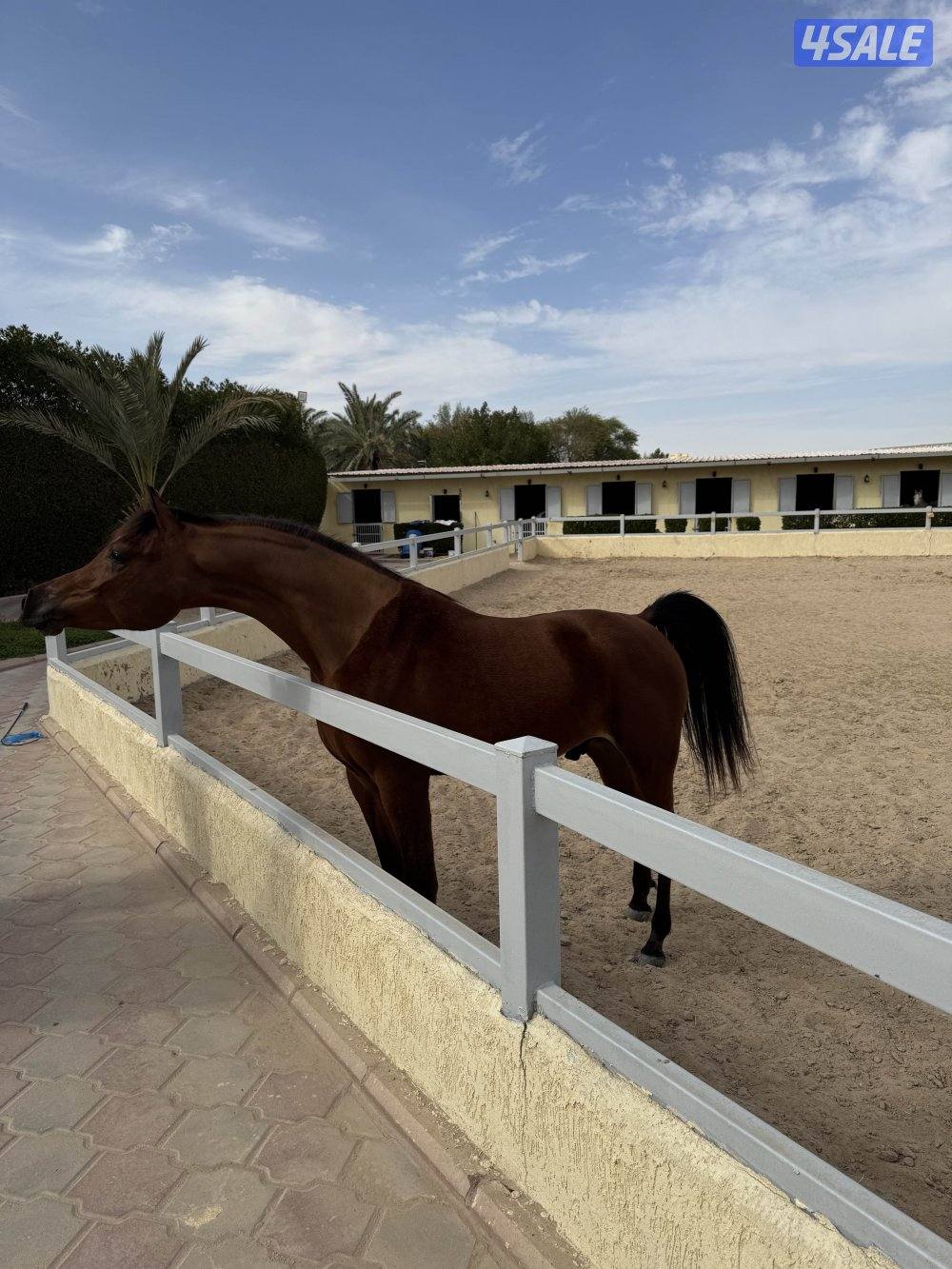 حصان جميل وأديب توه معسوف شرط السلم وبالخياله شيخ4