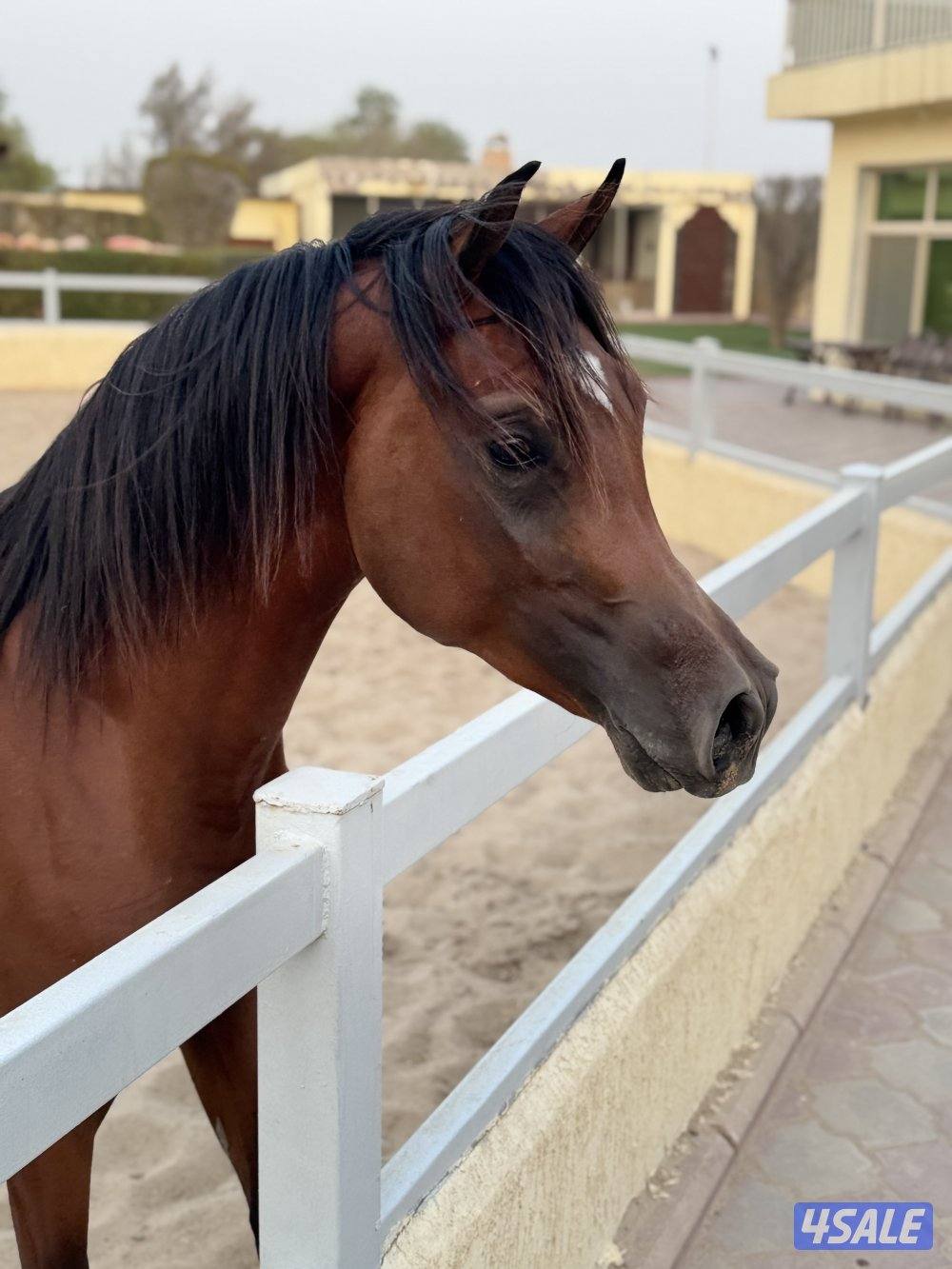 حصان جميل وأديب توه معسوف شرط السلم وبالخياله شيخ0