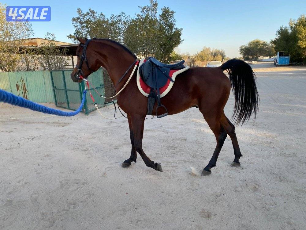 حصان جميل وأديب توه معسوف شرط السلم وبالخياله شيخ5