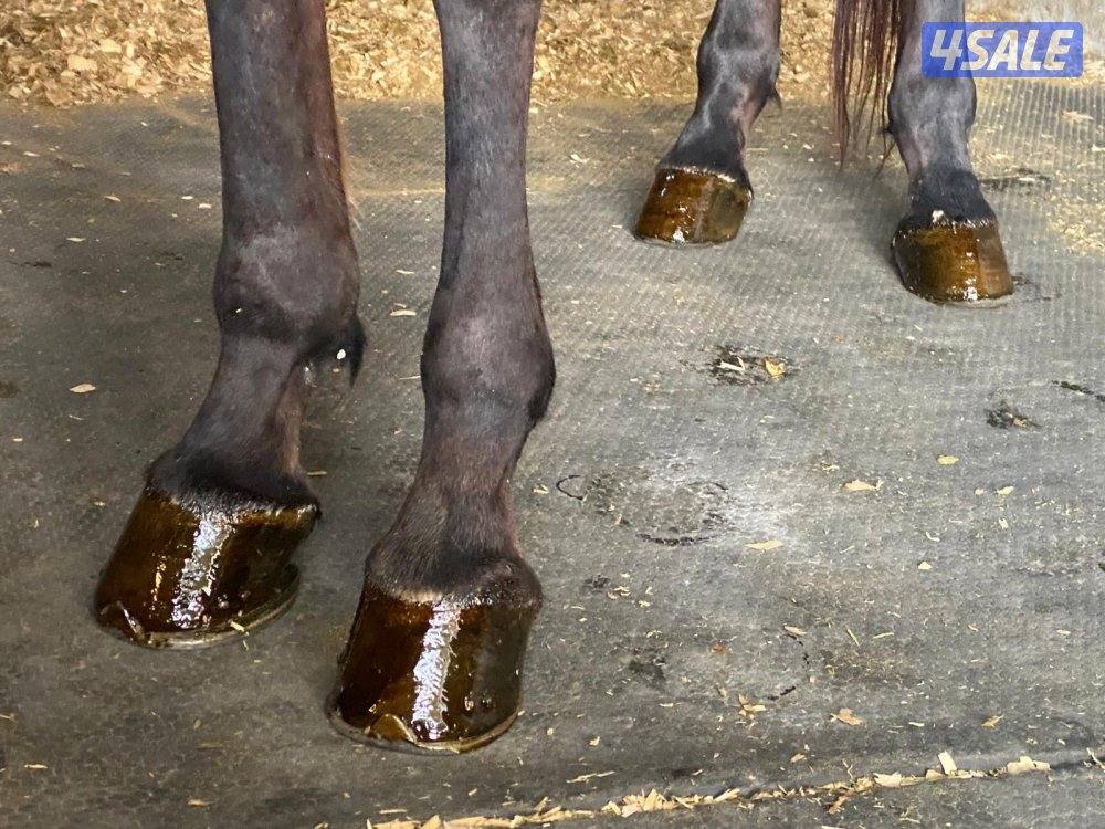 حصان جميل وأديب توه معسوف شرط السلم وبالخياله شيخ6