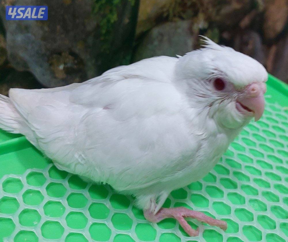 للبيع فروخ روز وكروان0