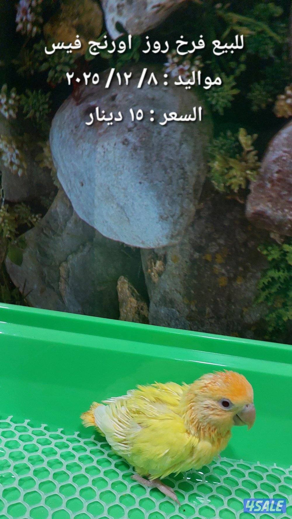 للبيع فروخ روز وكروان1