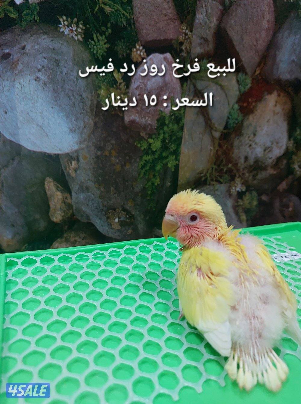 للبيع فروخ روز وكروان2