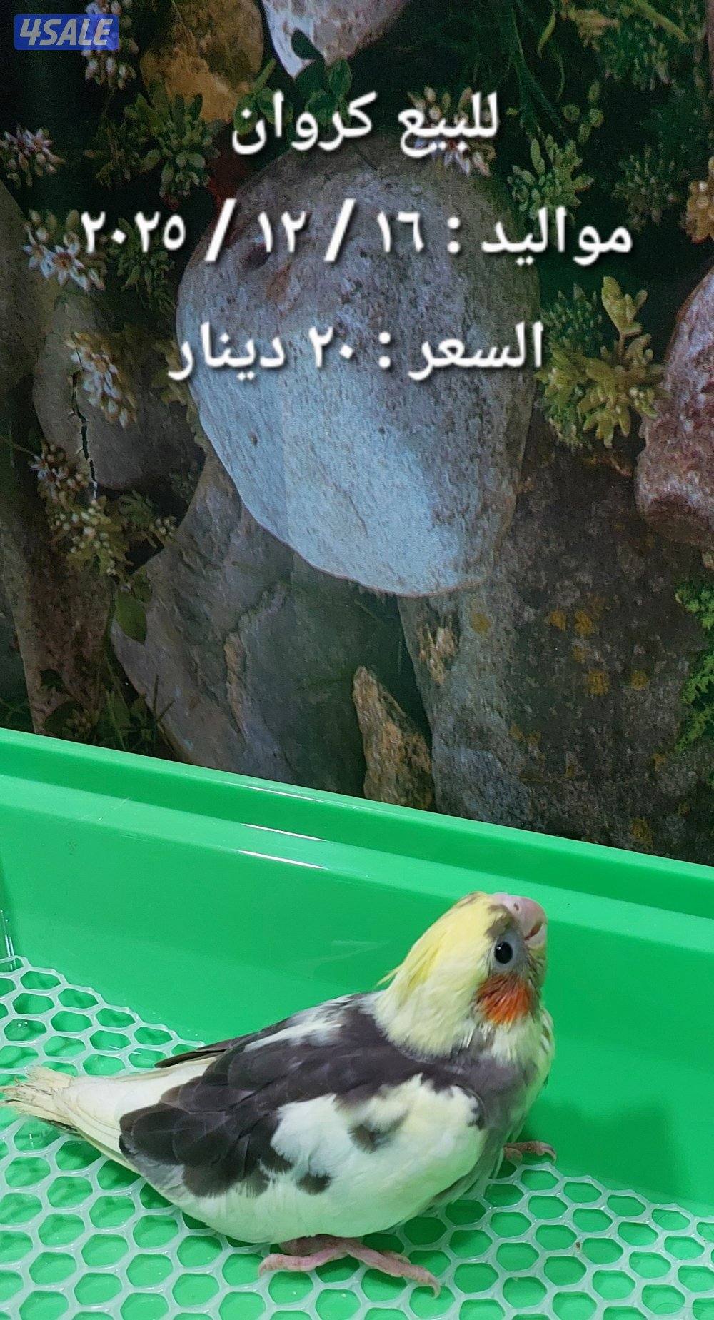 للبيع فروخ روز وكروان3