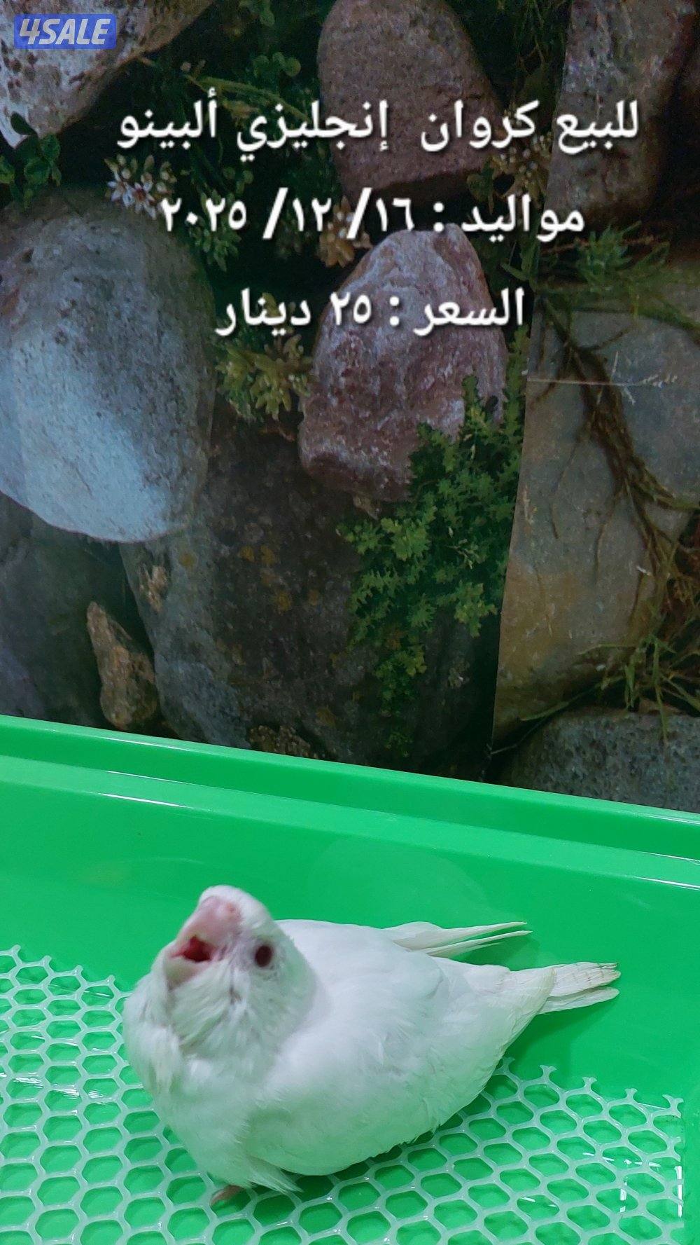 للبيع فروخ روز وكروان4