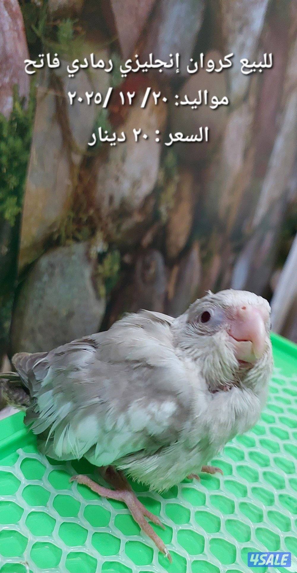 للبيع فروخ روز وكروان5