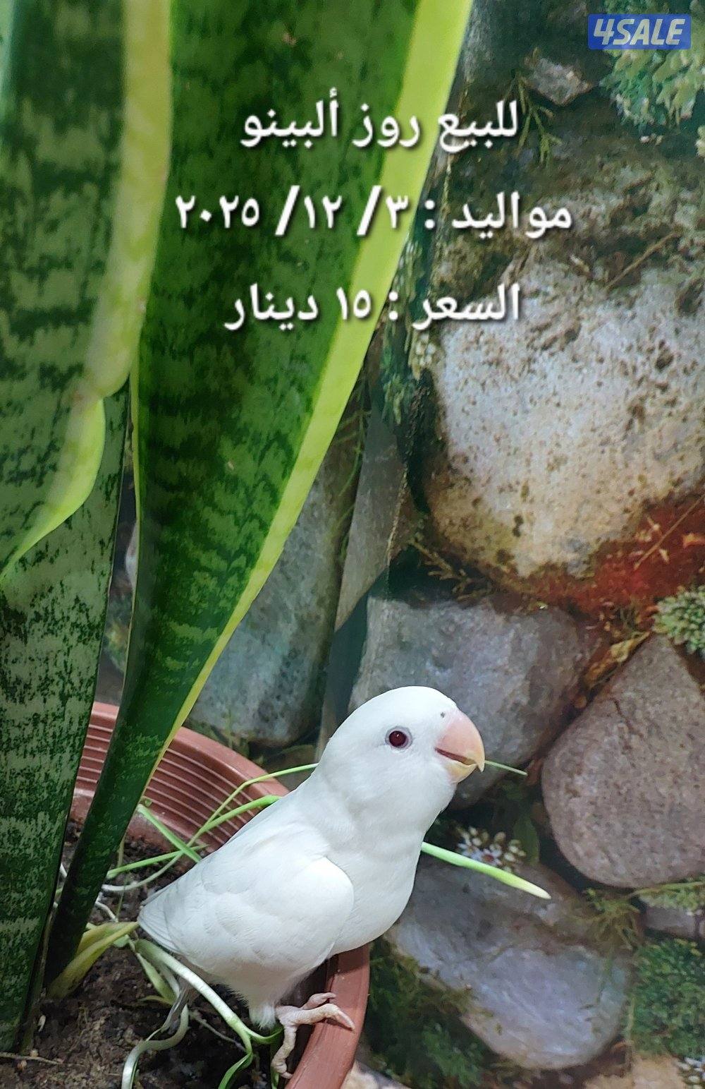 للبيع فروخ روز وكروان6