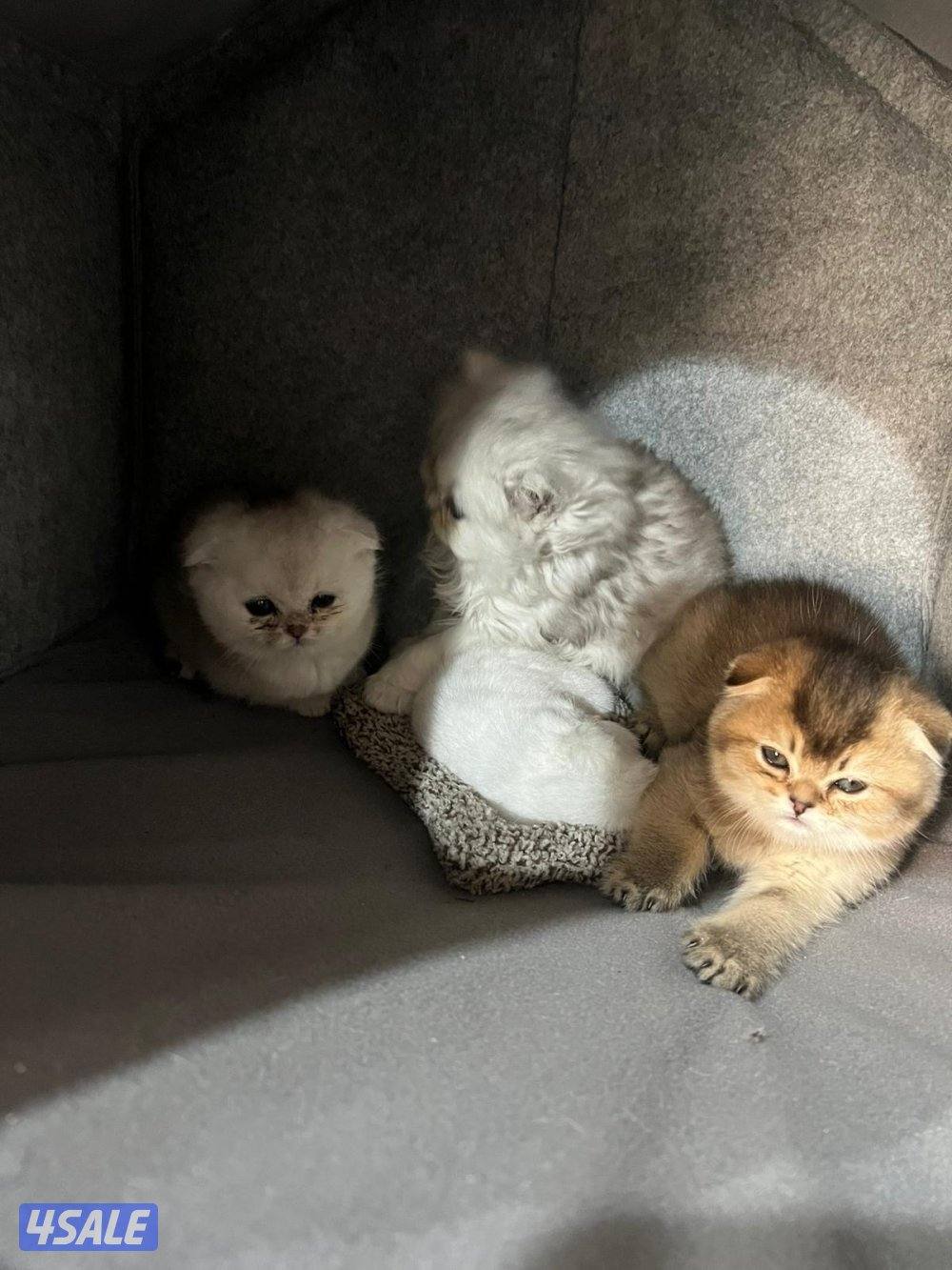 للبيع قط سكوتش مع ابناءها 3  اعمارهم من شهر الي شهرين مع اغراضهم0