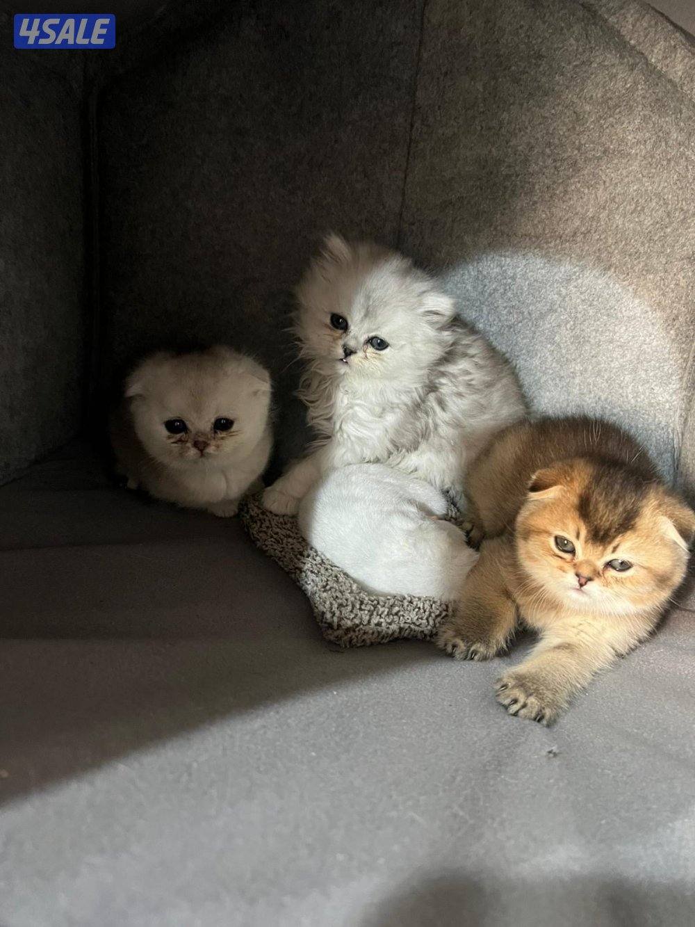 للبيع قط سكوتش مع ابناءها 3  اعمارهم من شهر الي شهرين مع اغراضهم1