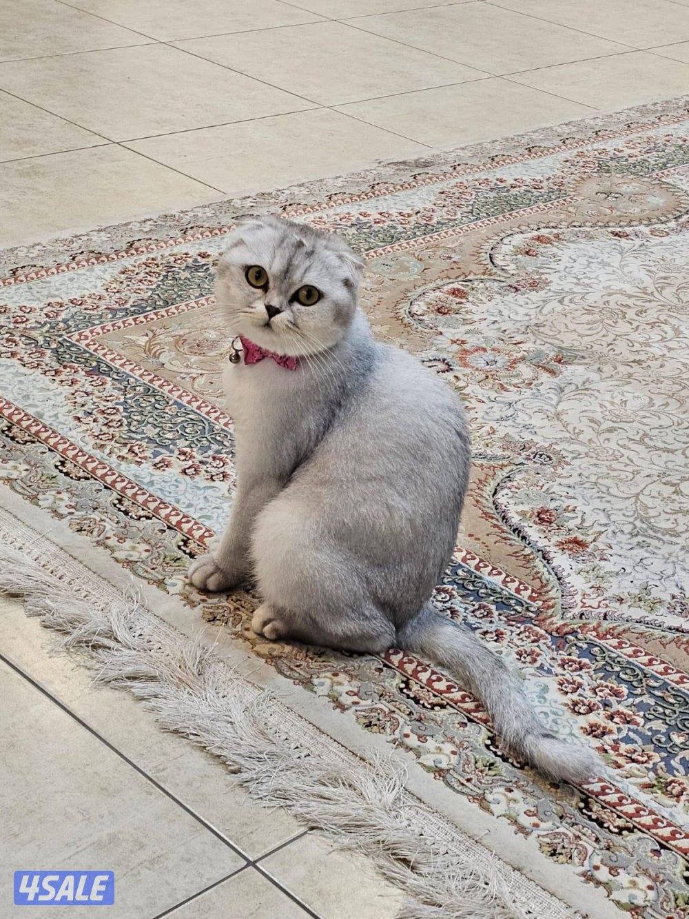 للبيع قط سكوتش مع ابناءها 3  اعمارهم من شهر الي شهرين مع اغراضهم3