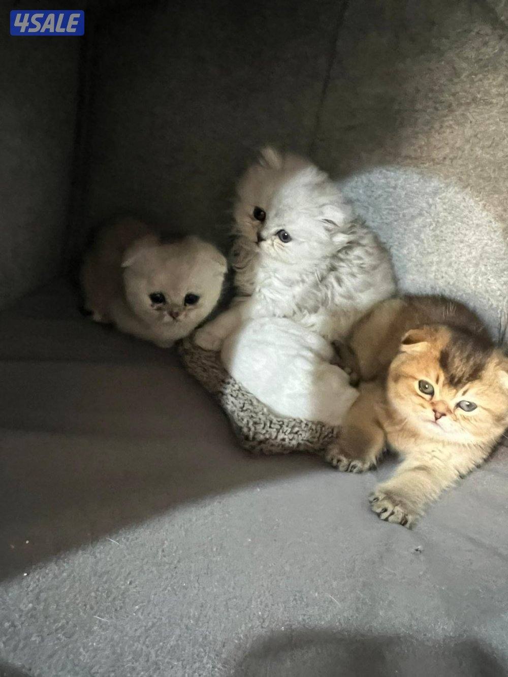 للبيع قط سكوتش مع ابناءها 3  اعمارهم من شهر الي شهرين مع اغراضهم2