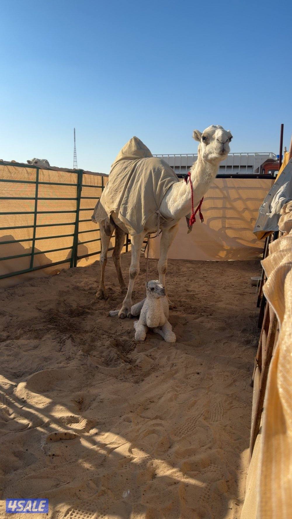 ابل وضح عزبه0