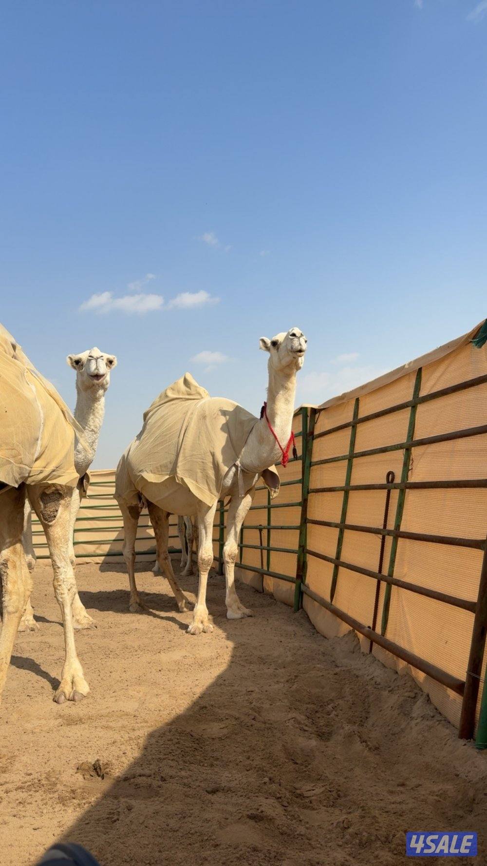 ابل وضح عزبه1