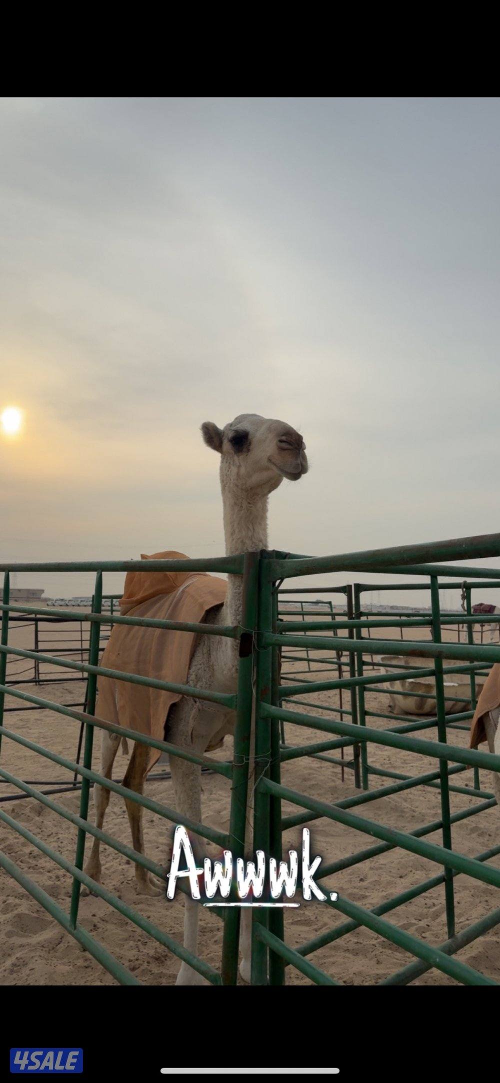 ابل وضح عزبه2