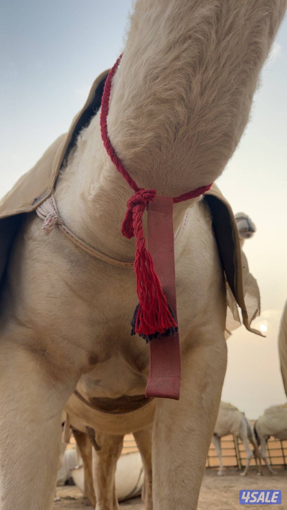 ابل وضح عزبه4