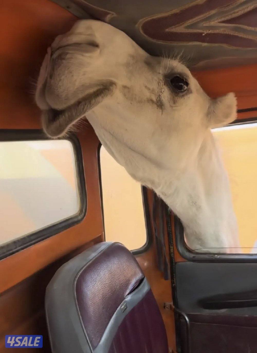 ابل وضح عزبه3