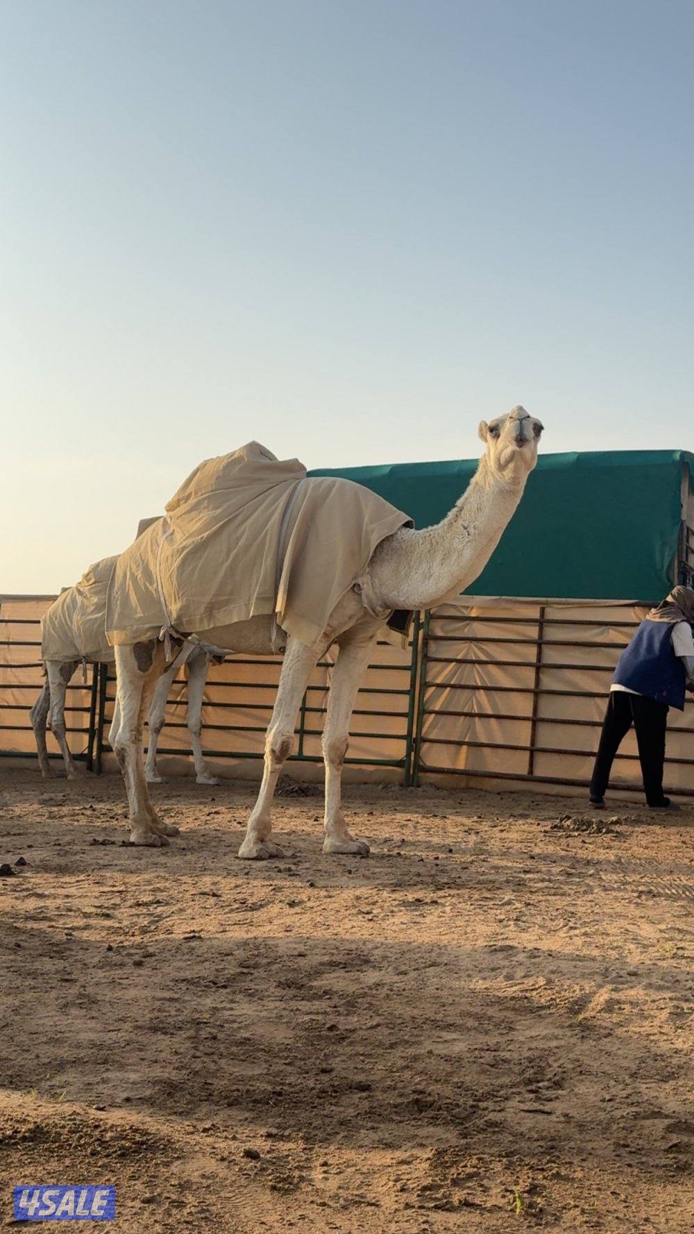 ابل وضح عزبه5