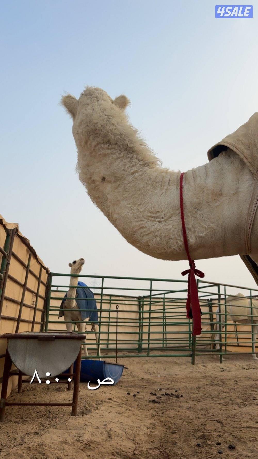 ابل وضح عزبه6