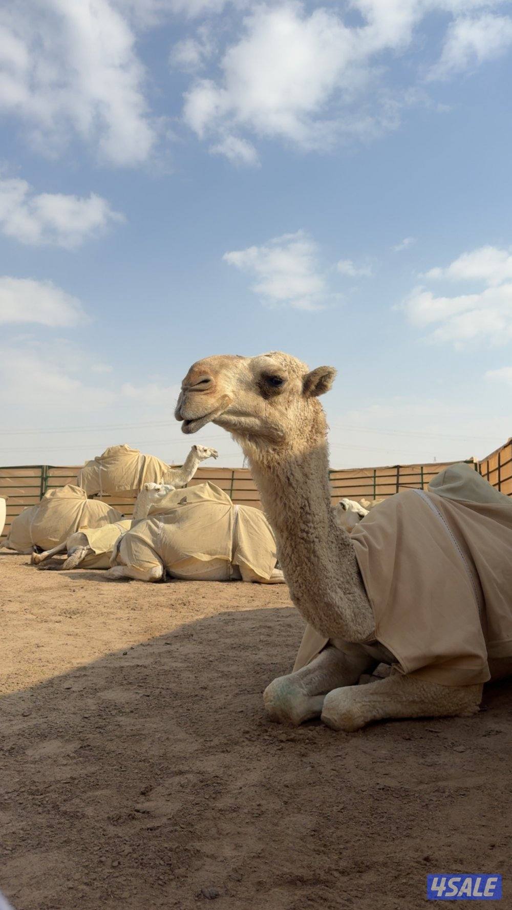 ابل وضح عزبه7