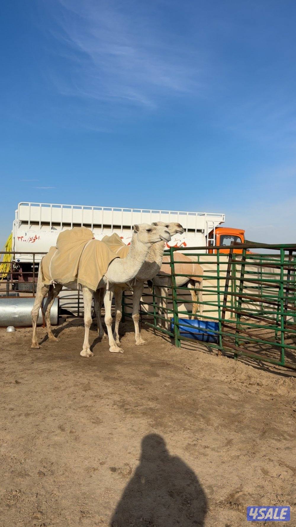 ابل وضح عزبه8