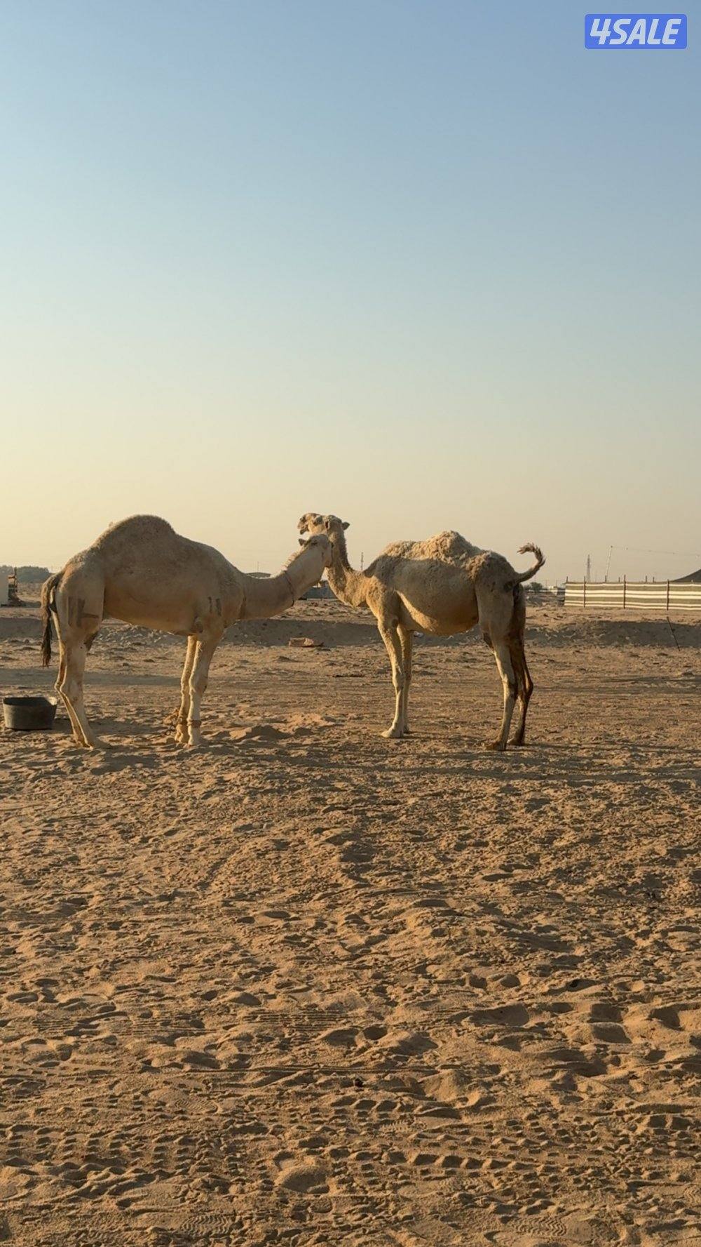 ابل وضح عزبه9