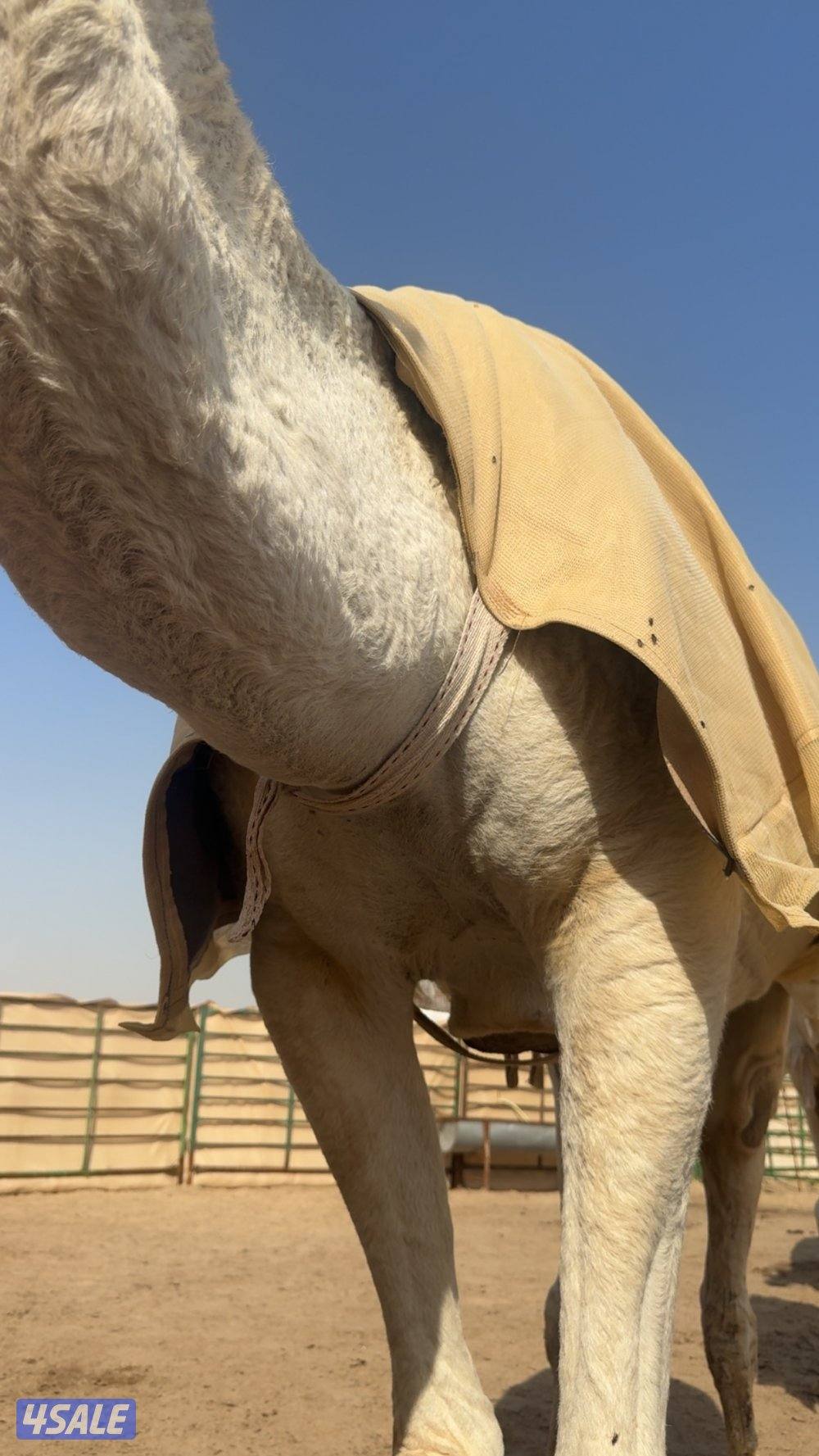 ابل وضح عزبه10