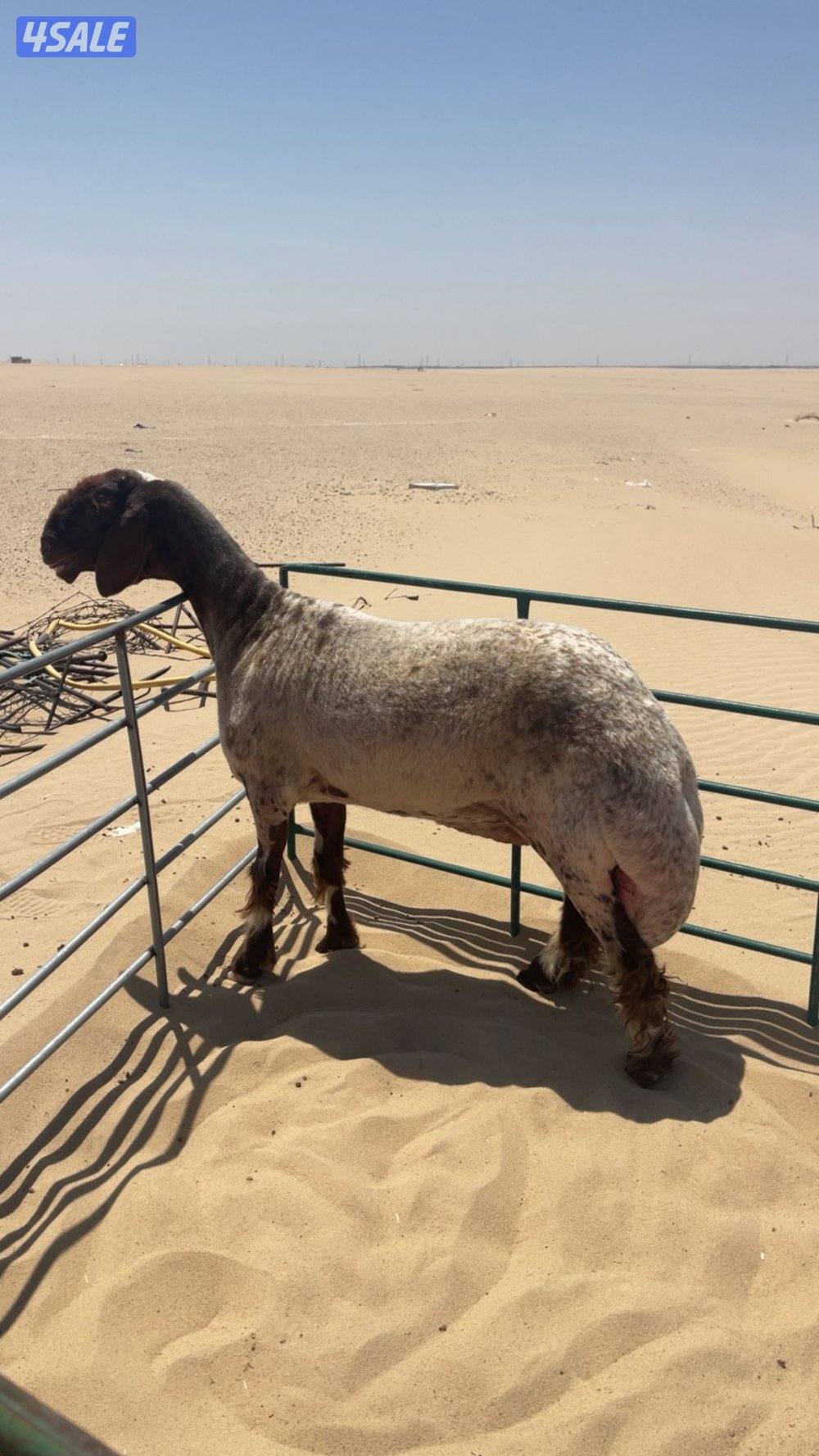 نشتري جميع انواع الحلال غنم ومعزة العدد مفتوح والدفع كاش0