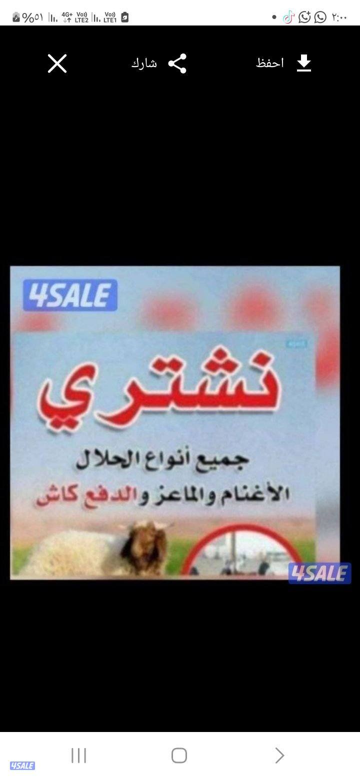 نشتري جميع انواع الحلال غنم ومعزة العدد مفتوح والدفع كاش0