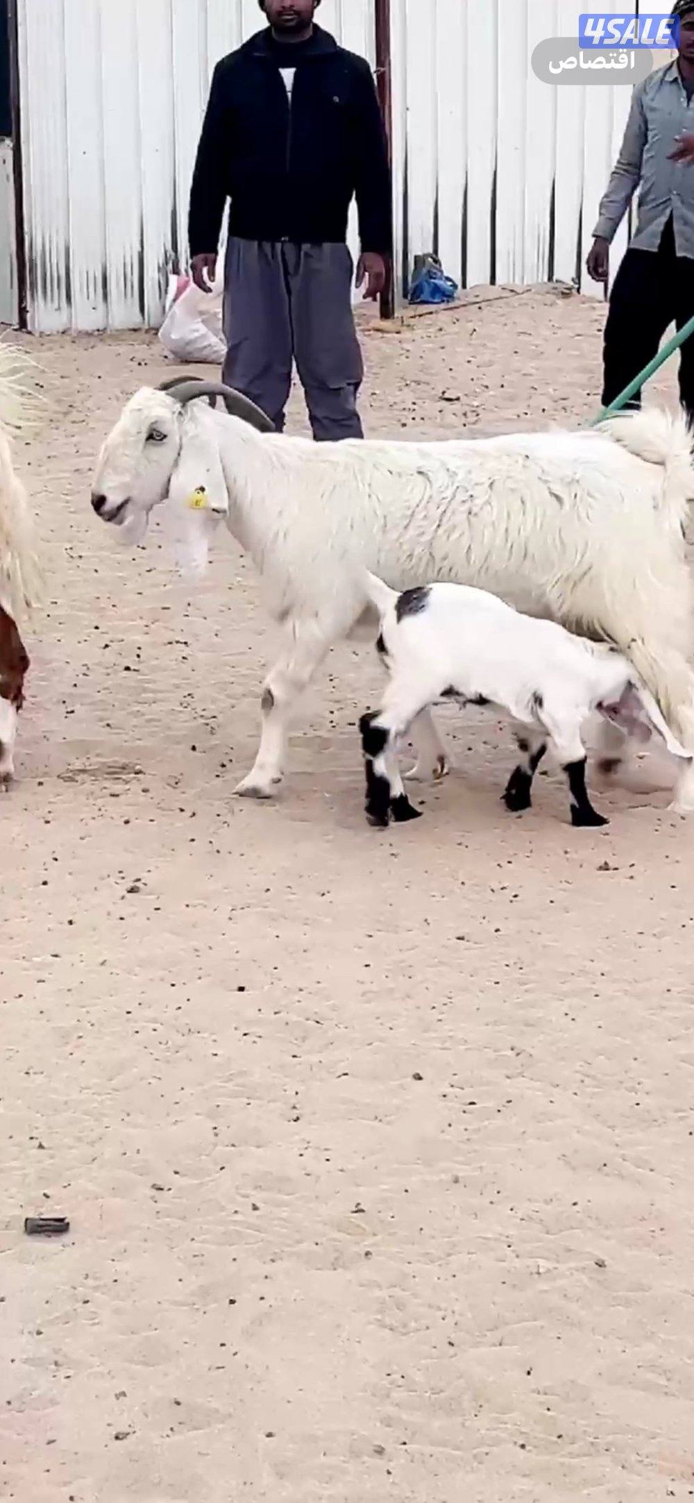 عنزين مطافيل0