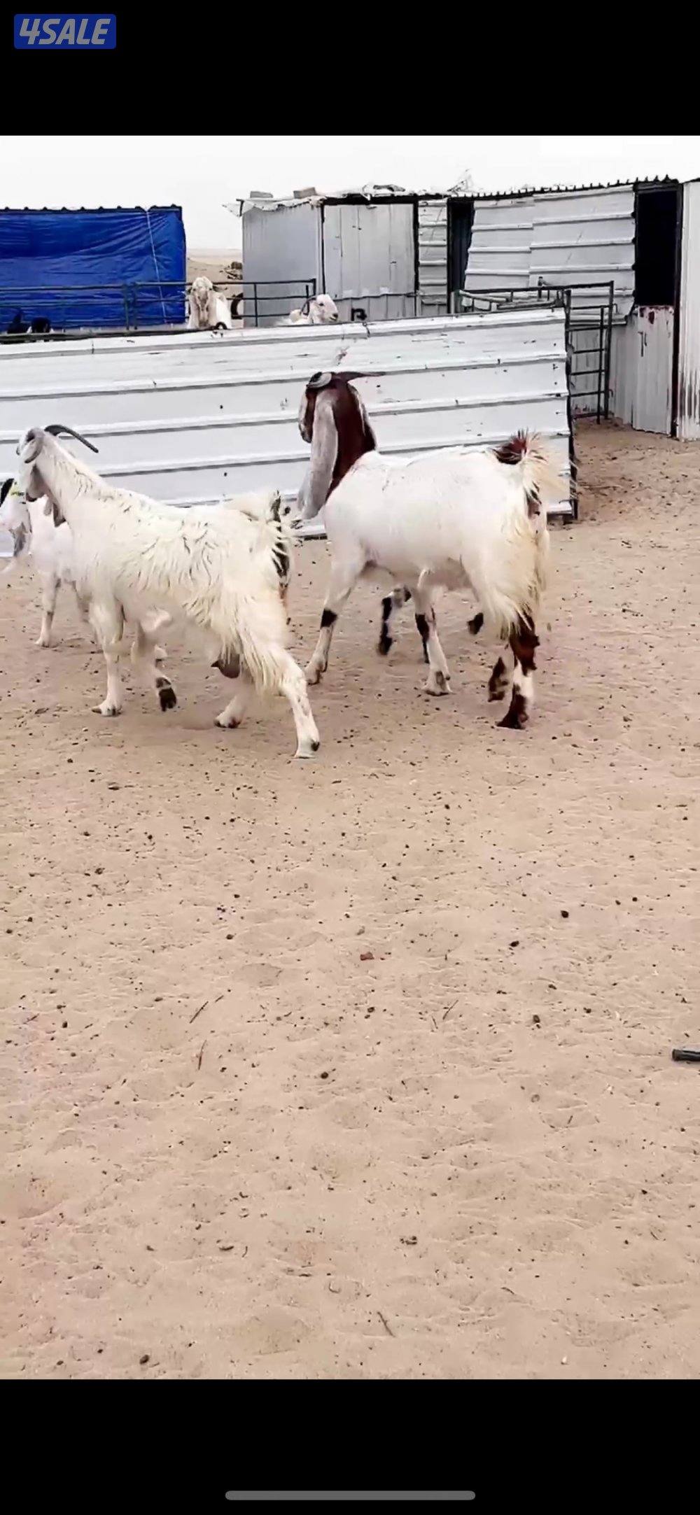 عنزين مطافيل1