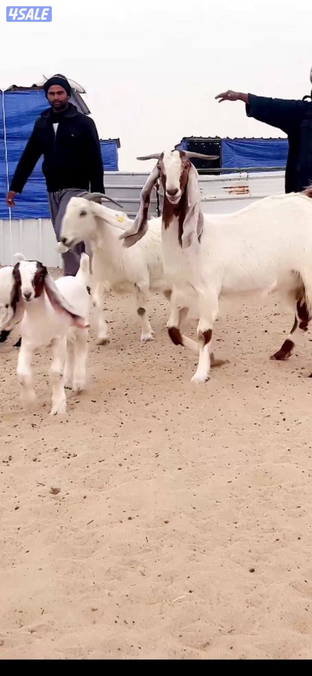 عنزين مطافيل2