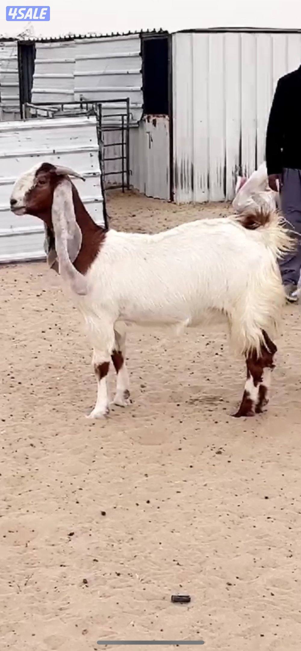 عنزين مطافيل3