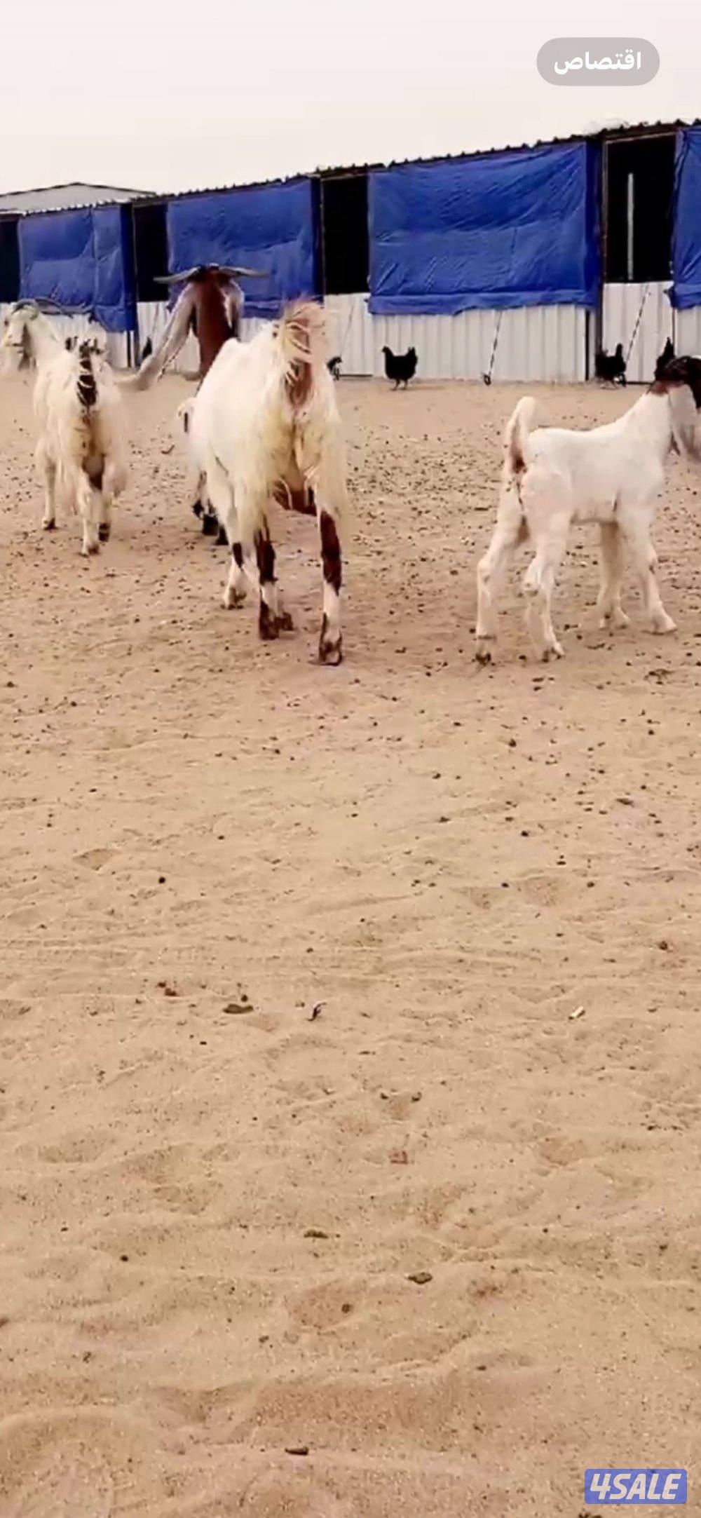 عنزين مطافيل4