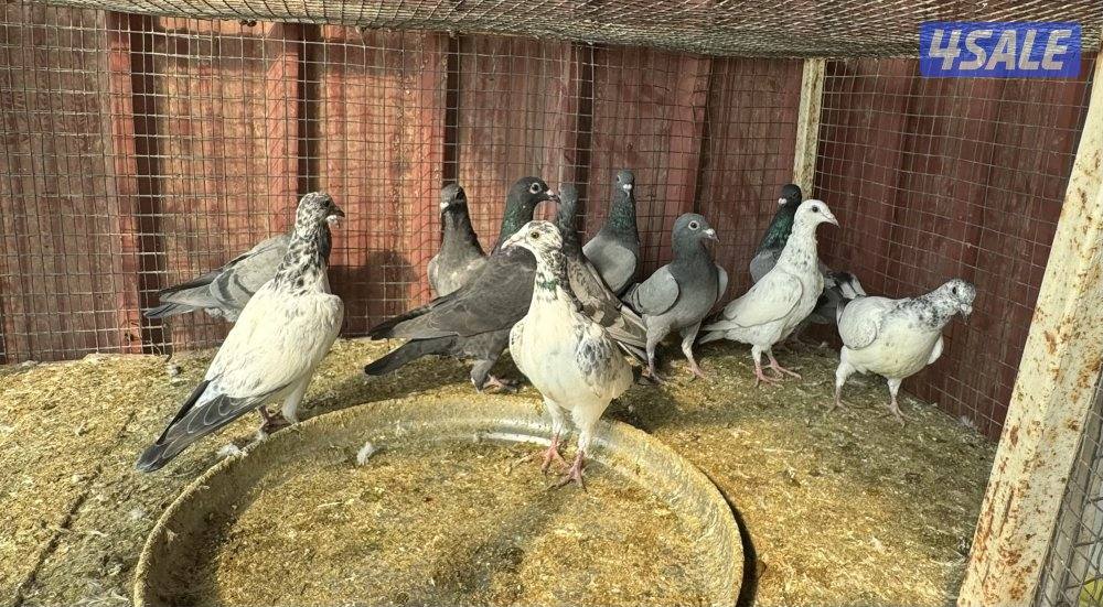 طبات تكسن وزاجل0