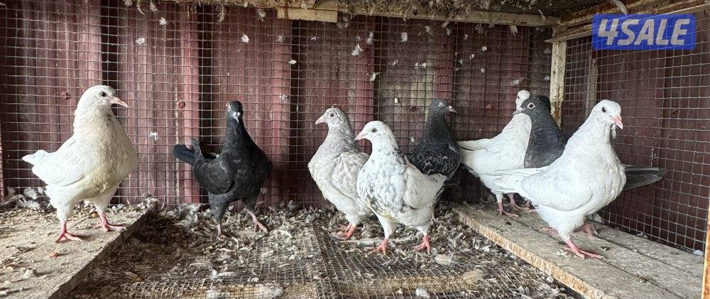 طبات تكسن وزاجل1