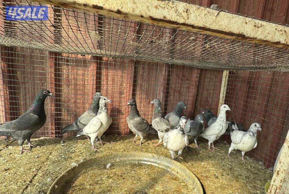 طبات تكسن وزاجل3