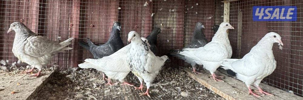 طبات تكسن وزاجل2