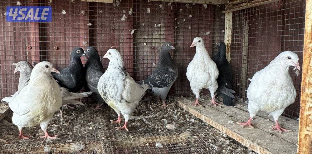 طبات تكسن وزاجل4