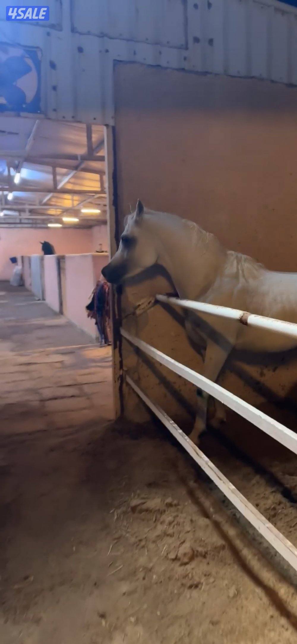 حصان جميل مصري بدون اوراق قطعته طيبه شرط السلم0