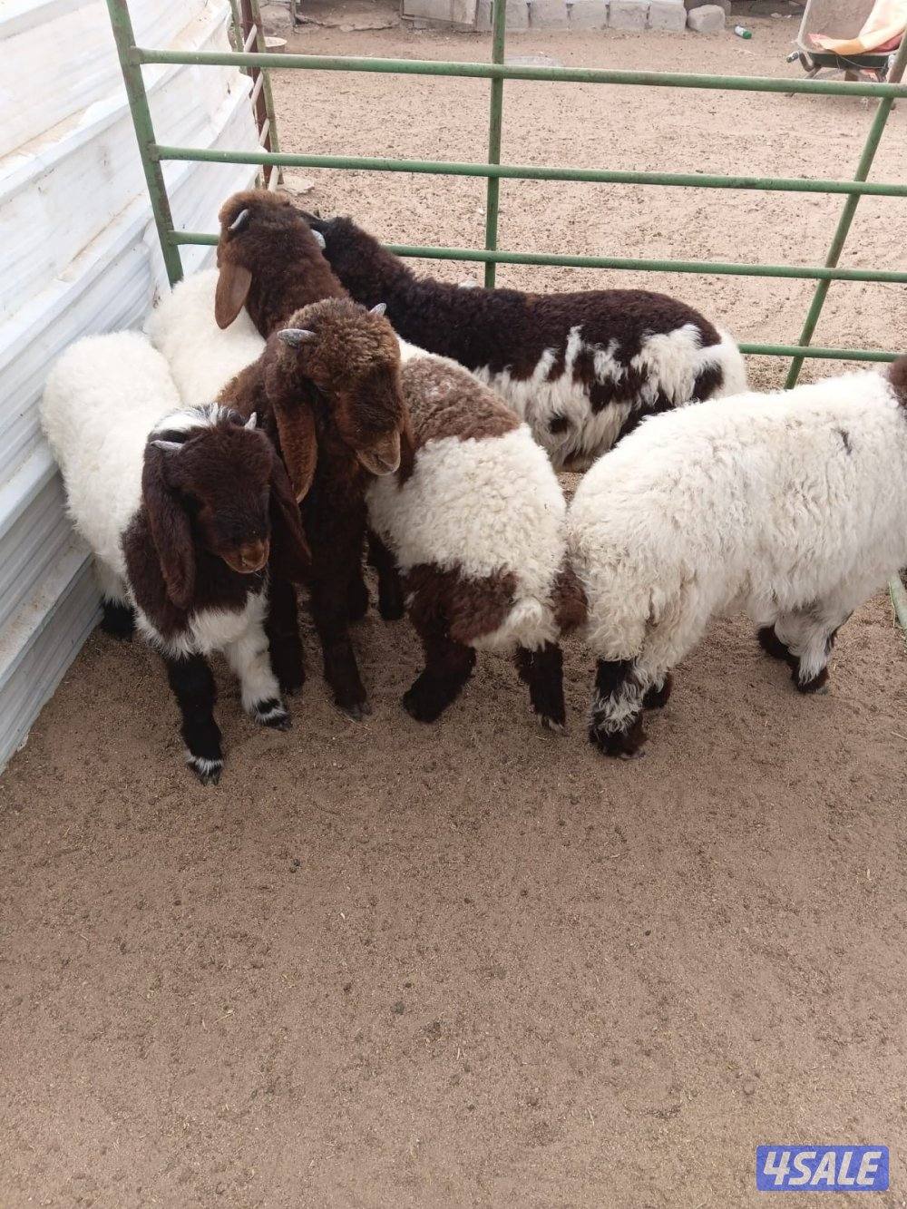 للبيع خرفان العبدلي0