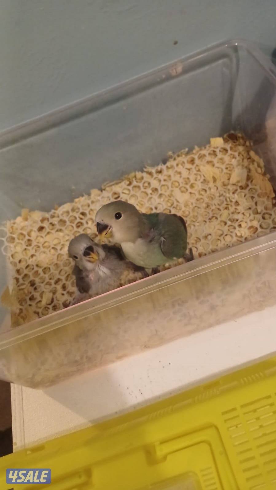 للبيع فروخ روز وكروان7