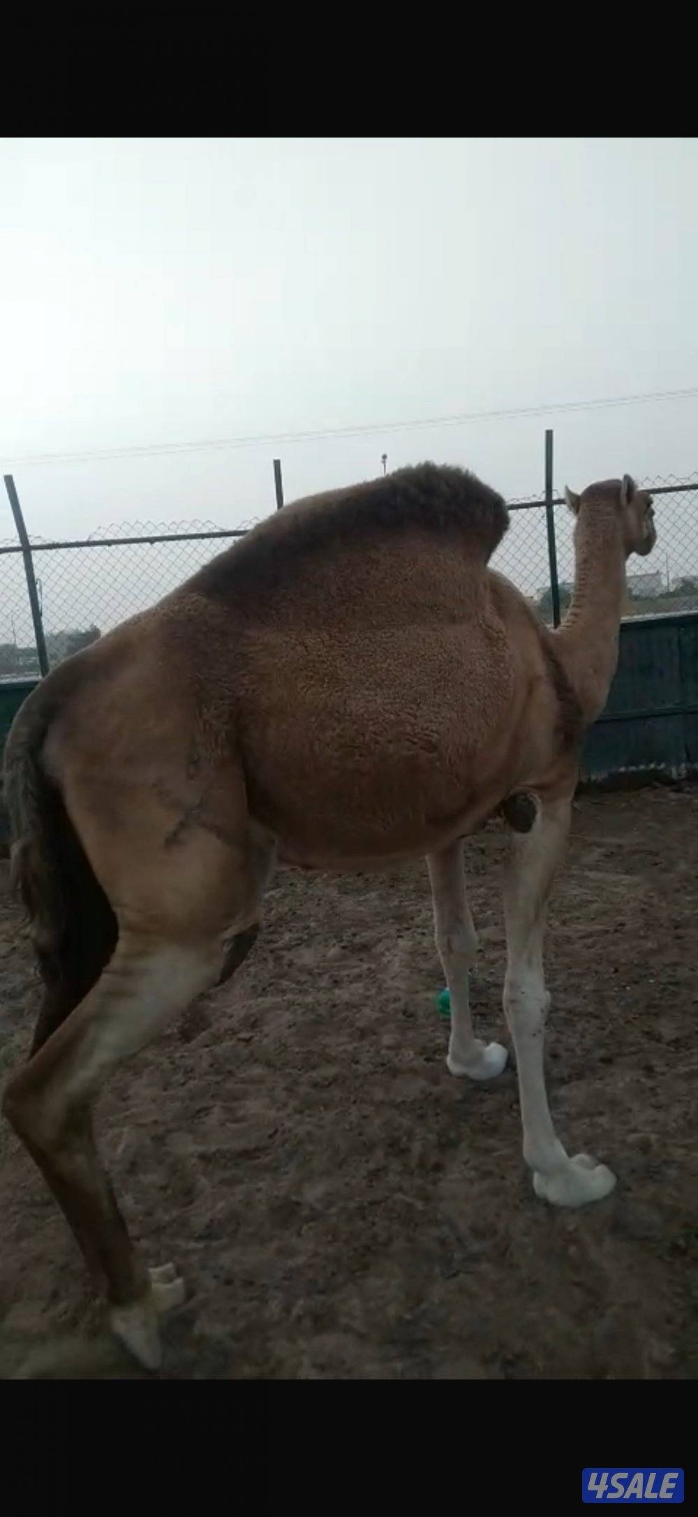 بعير للبيع تمامي  اكبر بناته لقيه1