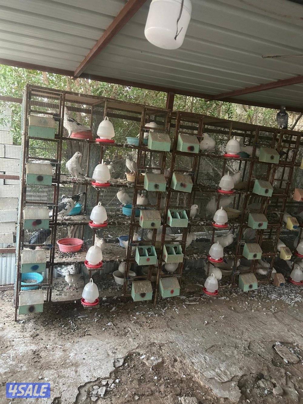 للبيع ازواج زاجل ولاحم مع الخانات0